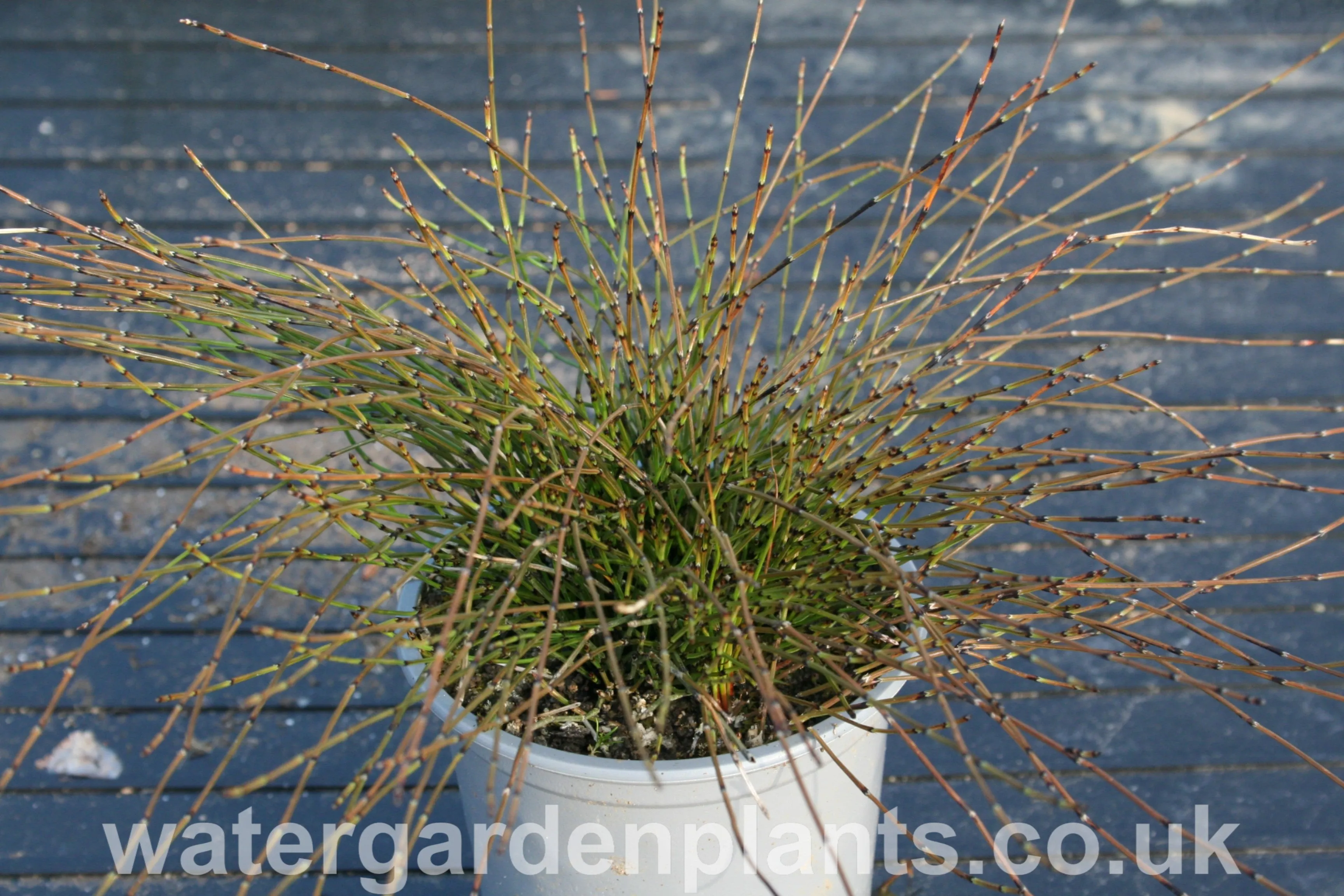 Equisetum scirpoides - Dwarf Horsetail, Bushy Horsetail