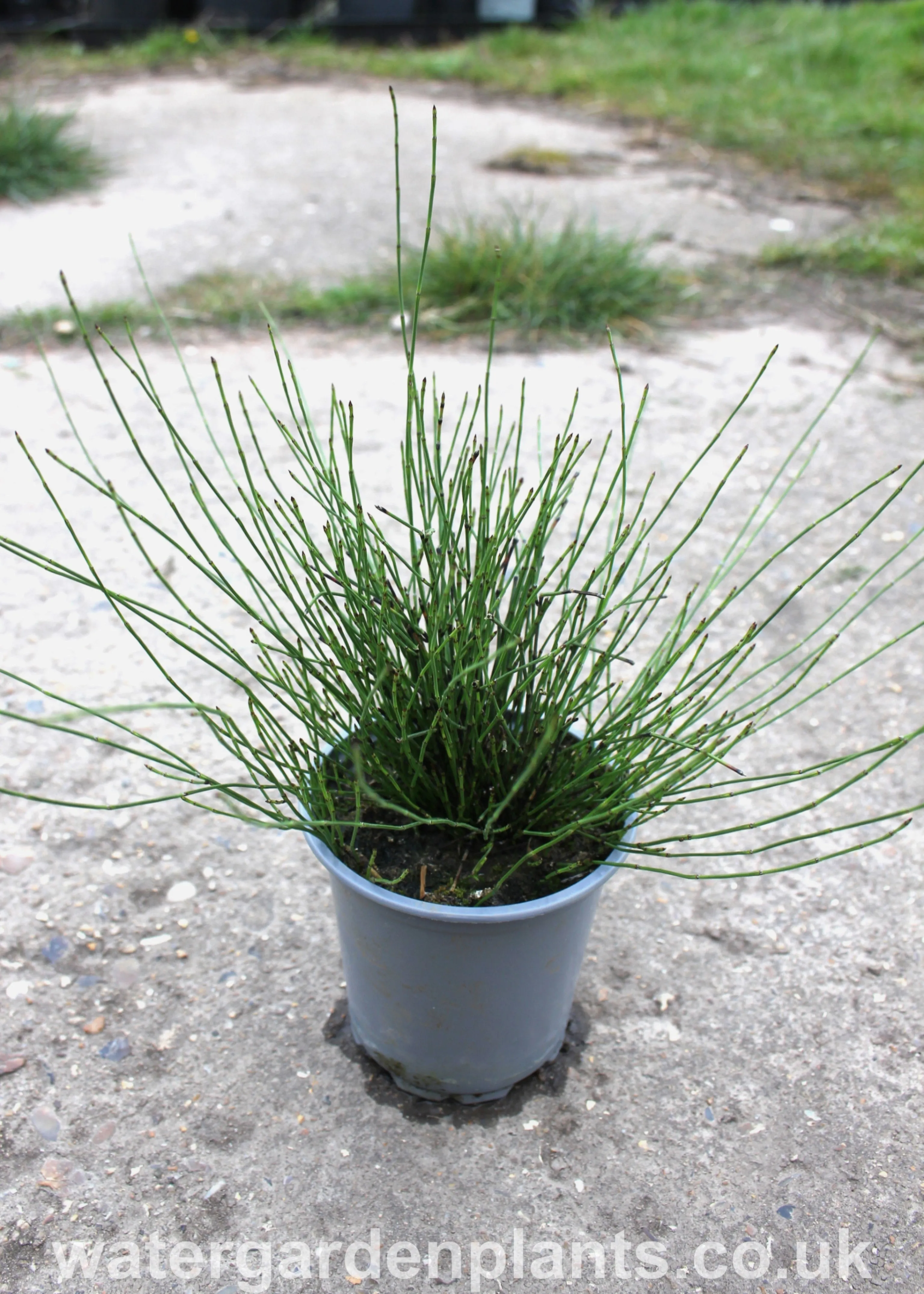 Equisetum scirpoides - Dwarf Horsetail, Bushy Horsetail